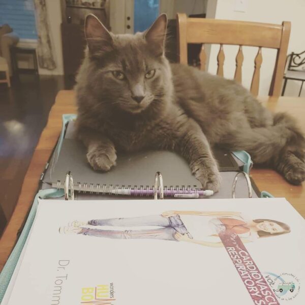 homeschool teacher who is a gray cat