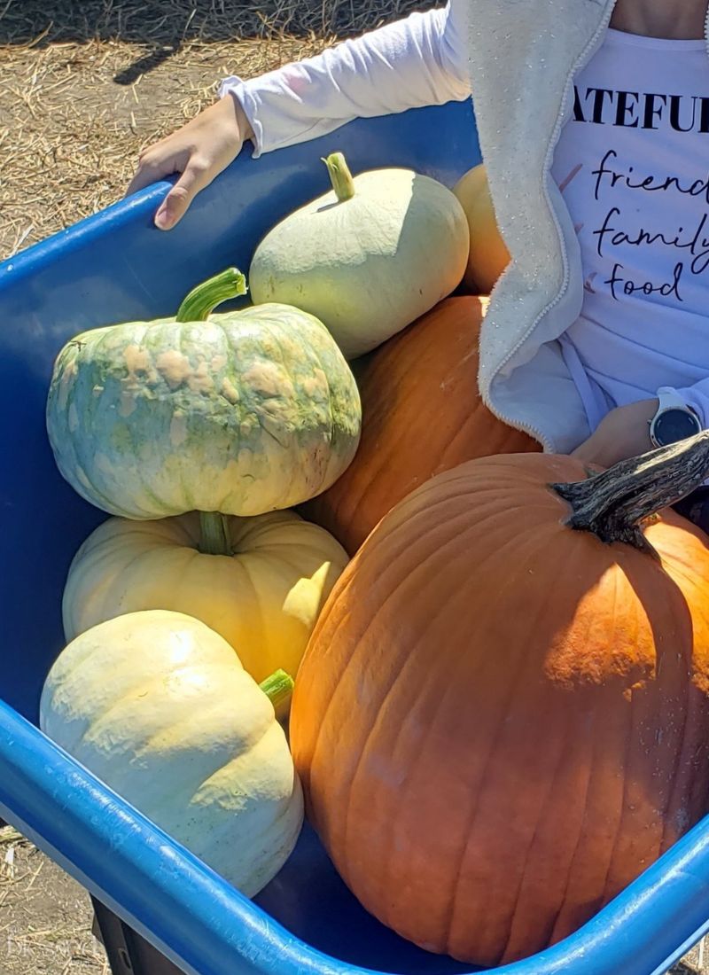 pumpkins in a wheelbarrow